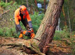 How Our Tree Care Process Works  in Prestbury, IL